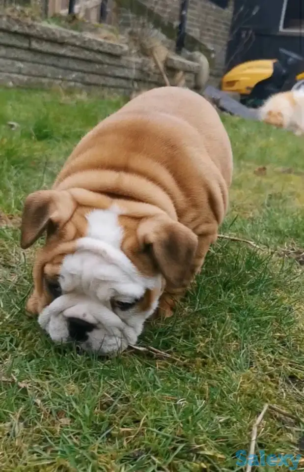 Здоровый красивый щенок английского бульдога, фотография 4