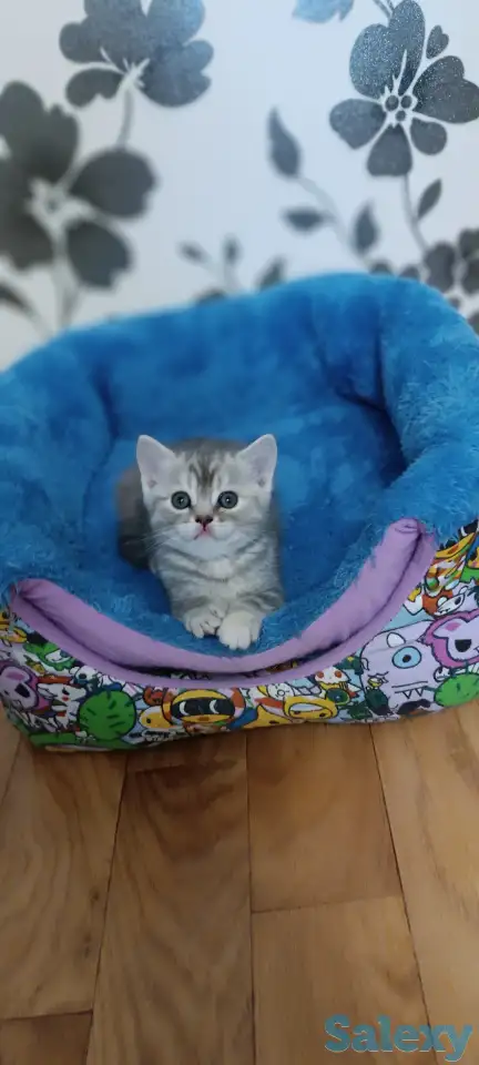 Продаются котята, фотография 1