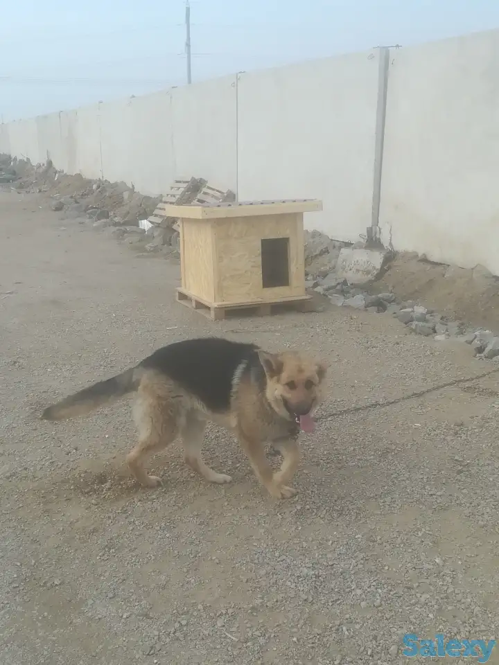 Будки для собак, фотография 1