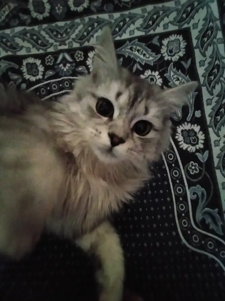 Шотландский прямоухий, фотография 3