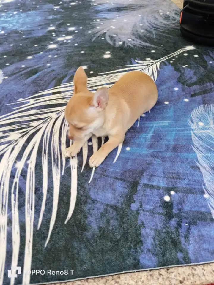 Продам шинка чихуахуа, фотография 3