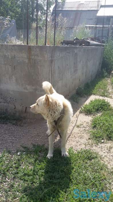 Продам собаку, фотография 2