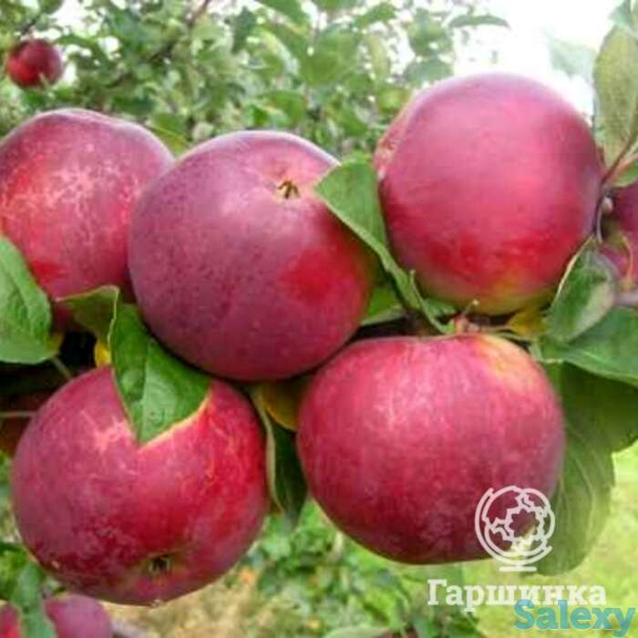 Яблоня орлик, фотография 1