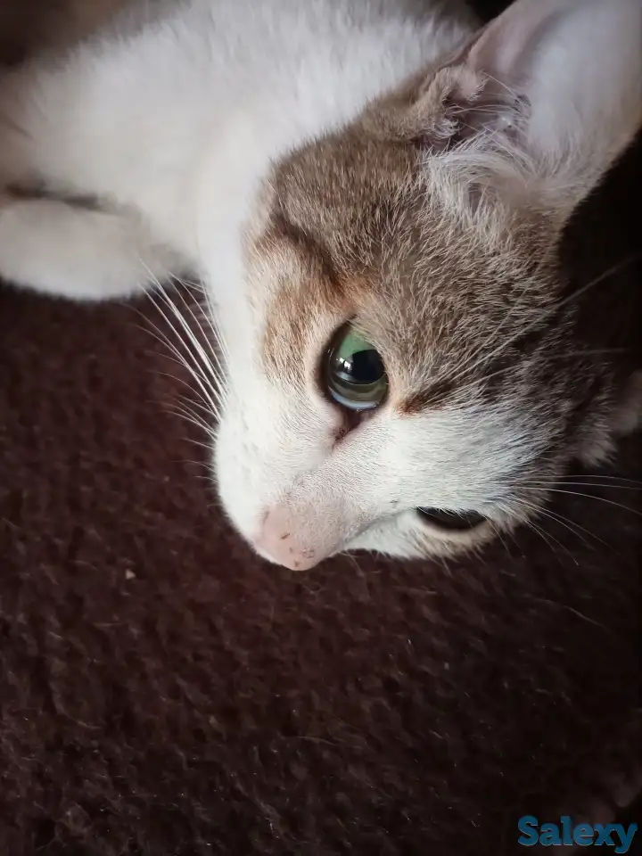 Ищем заботливых и любящих хозяев для Леопольда, фотография 4