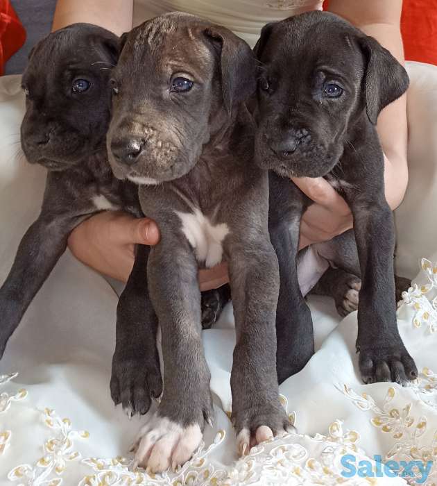 Продам щенков немецкого дога, фотография 6