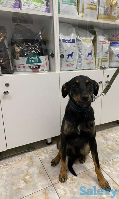 Отдам в хорошие руки, фотография 3