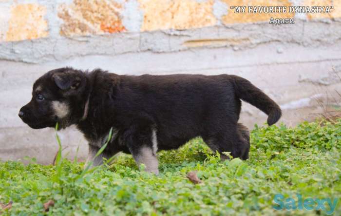 Щенки Восточноевропейской овчарки, фотография 7