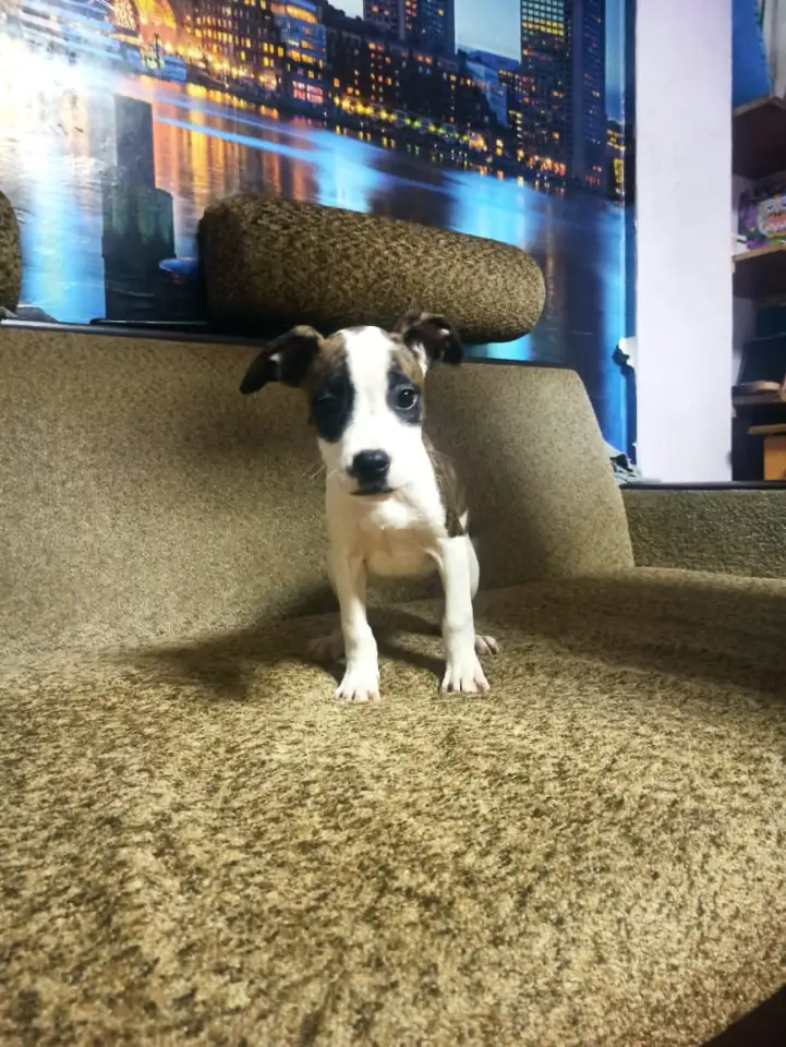 Продажа Американский Стаффордширский терьер, фотография 8