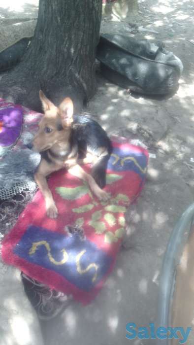 Отдам собаку в хорошие руки!, фотография 4