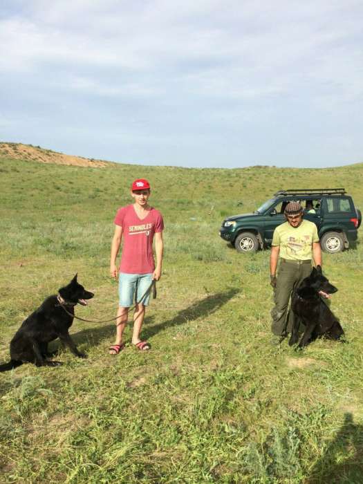 Вязка с черной немецкой овчаркой, фотография 3