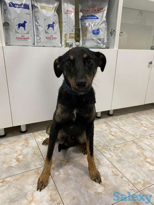 Отдам в хорошие руки, фотография 7