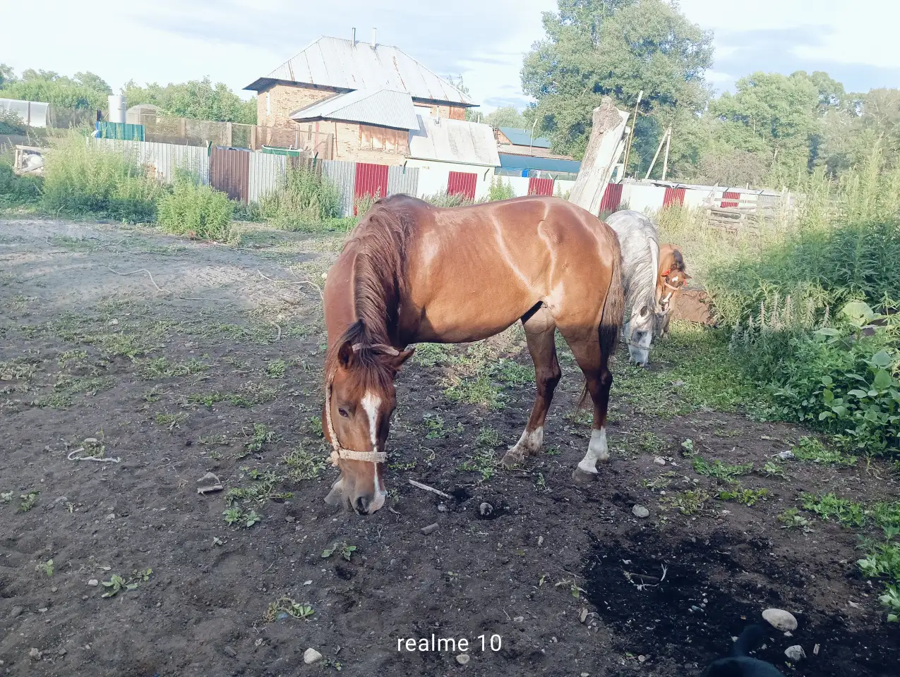 Продам лошадей Орловской породы в Усть - Каменогорске, фотография 2