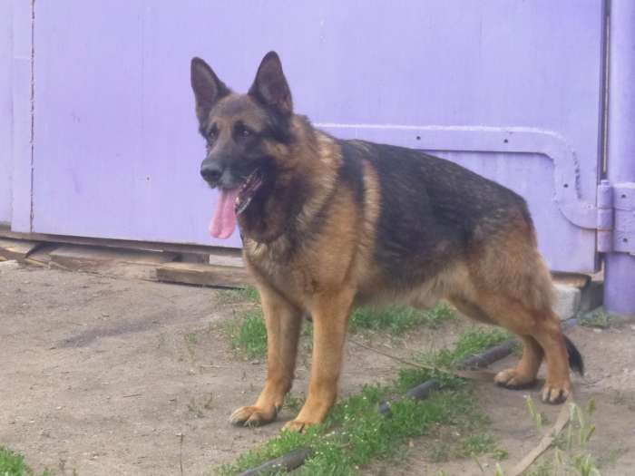 Щенки немецкой овчарки из *де ША*БЕАР*, фотография 2