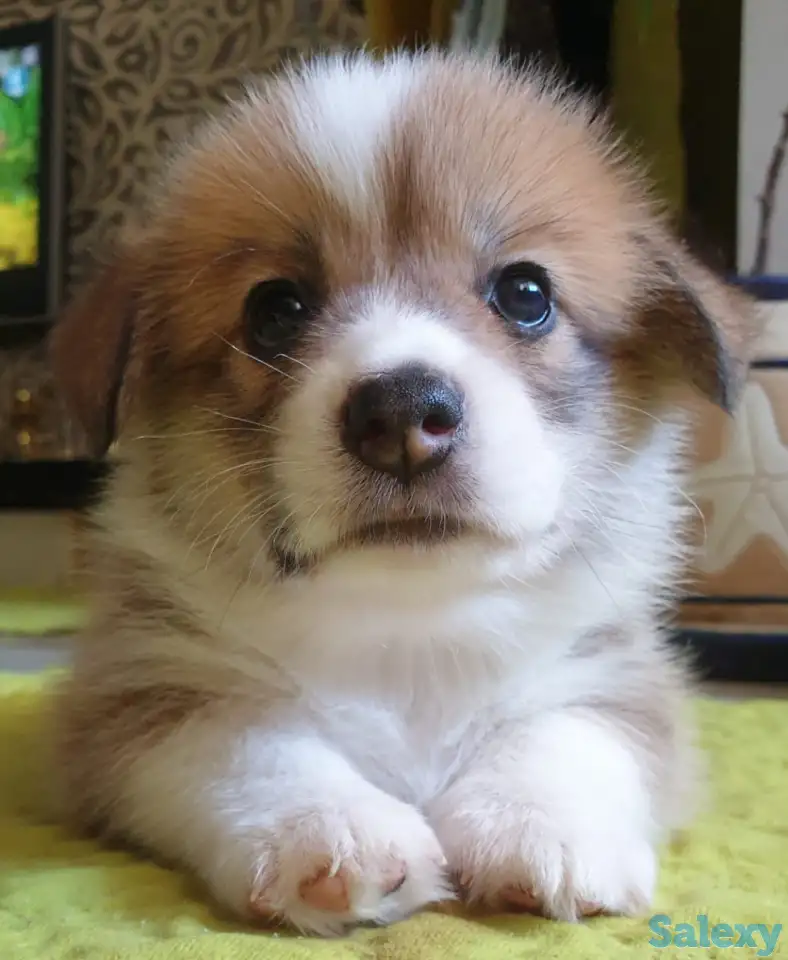 Продам щенков вельш корги пемброк, фотография 2