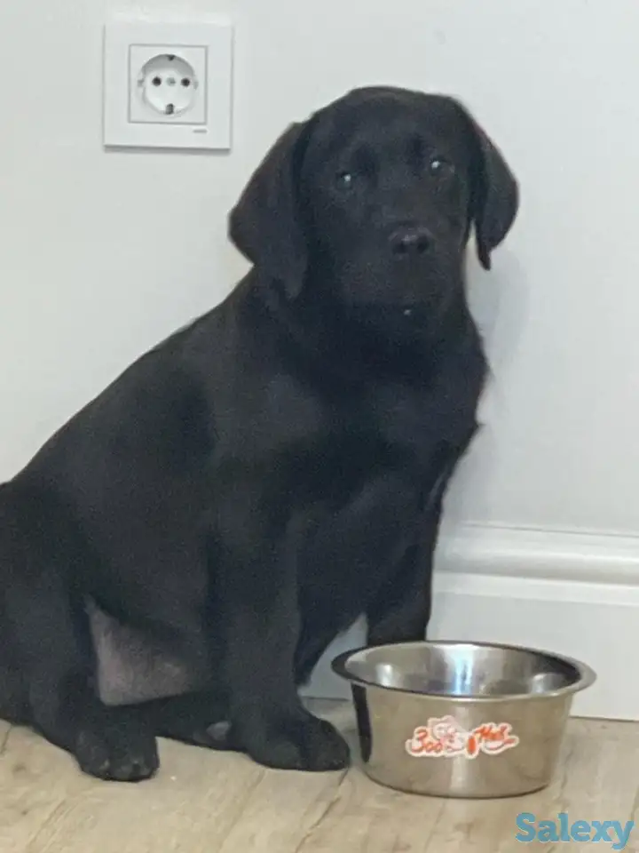 Продам щенка лабрадора, фотография 4