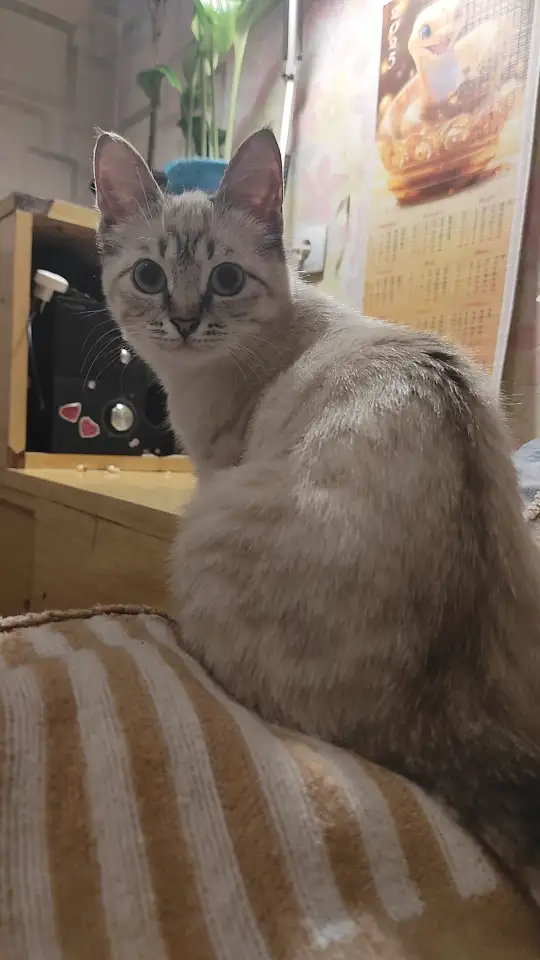 Отдам в добрые руки, фотография 1