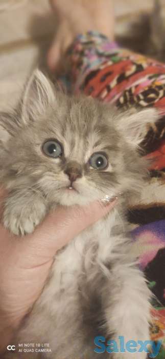 Котята, фотография 5