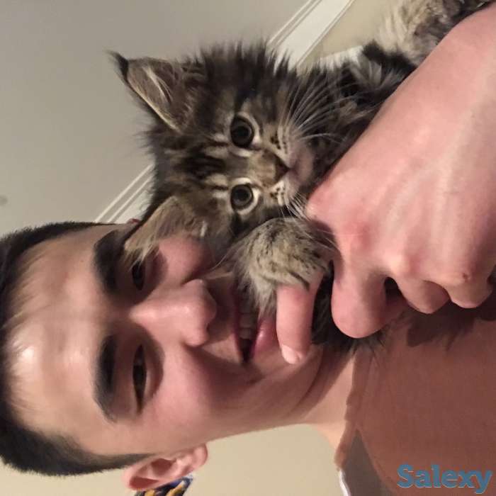 Продам котят МЕЙН-КУН 3 мес (на 2-фотке Мама ) Цена-50000 тгАзамат, фотография 1