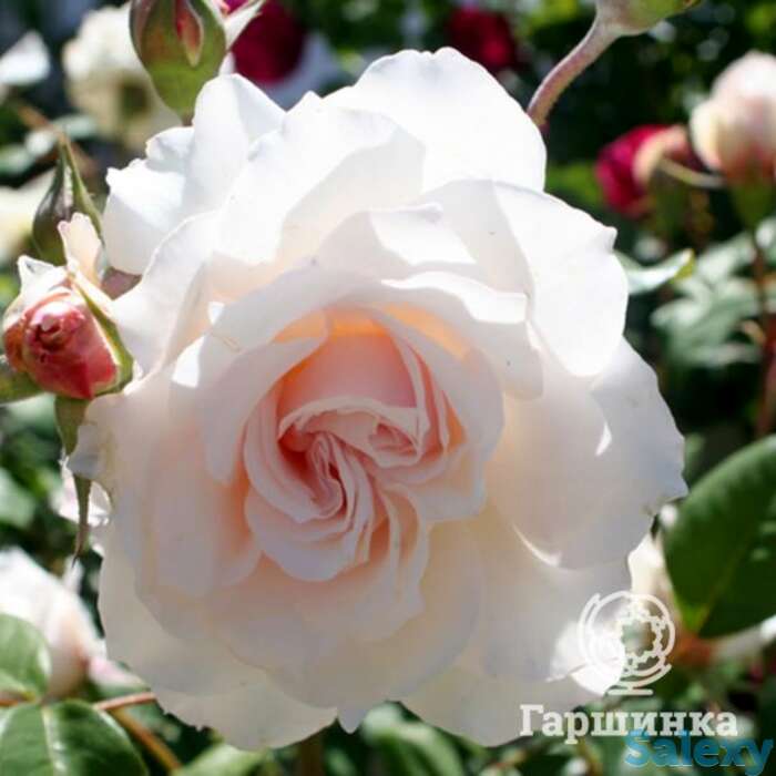 Роза маргарет меррил флорибунда, топалович, фотография 1