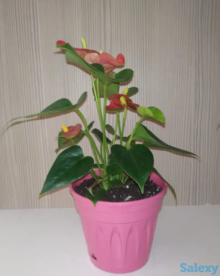 Комнатные растения, фотография 4