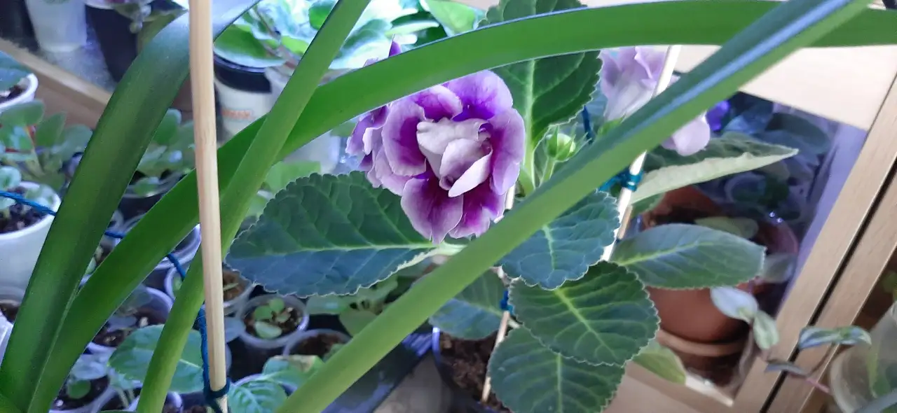 Продам цветы дешево, фотография 15