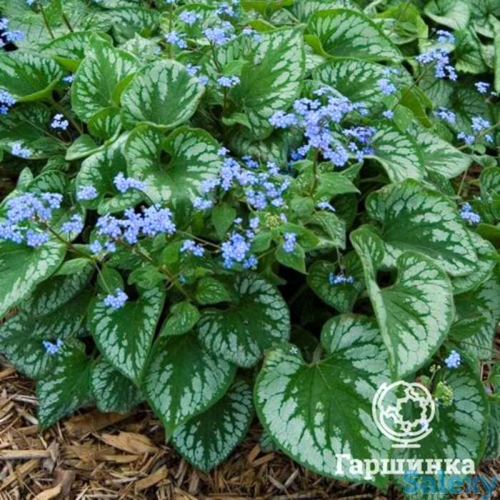 Бруннера эмералд мист, фотография 1