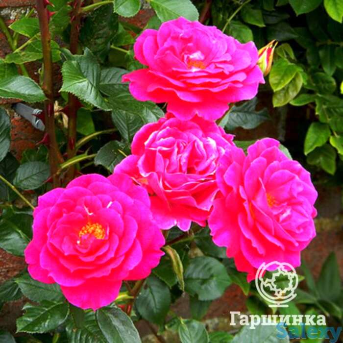 Роза глориана плетистая, топалович, фотография 1