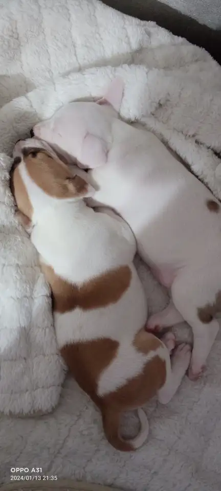 Продам щенков, фотография 8