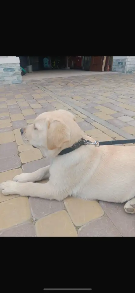 Продам щенка лабрадора, фотография 2