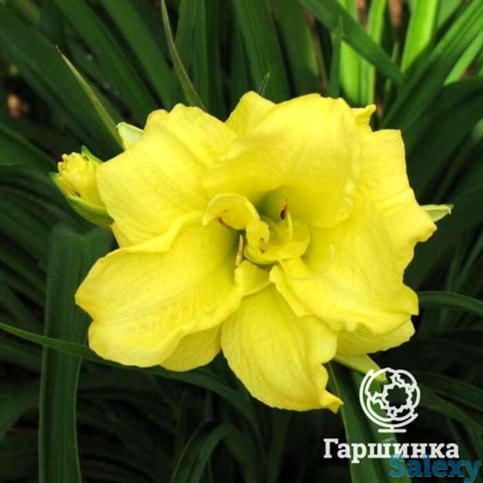 Лилейник Дабл Кьюти, фотография 1