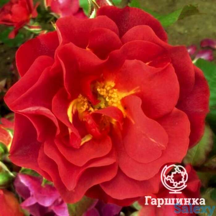 Роза селебрейшен тайм/синко де майо, викс, фотография 1