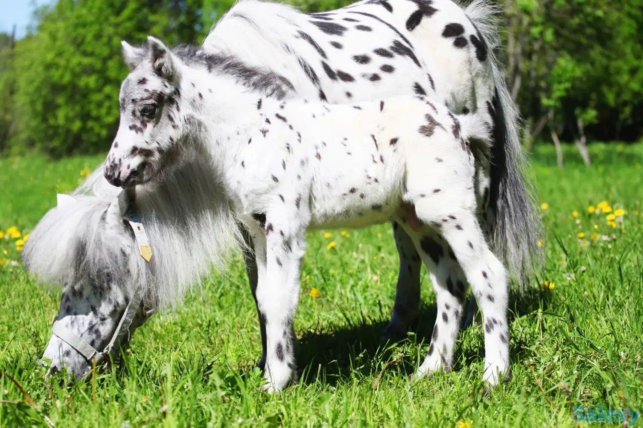 Продажа пони. Пони-ферма., фотография 10