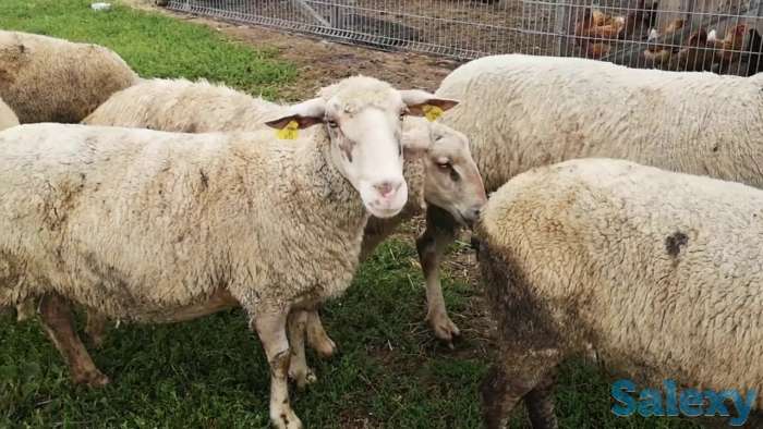 Племенные овцы Шароле (скот из Европы класса Элита и Элита Рекорд), фотография 3
