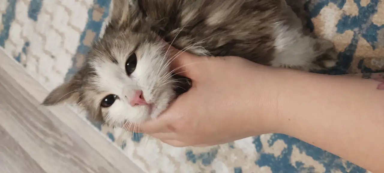 Отдам котенка девочку в добрые руки, фотография 3