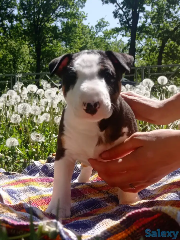 Миниатюрный бультерьер, фотография 2