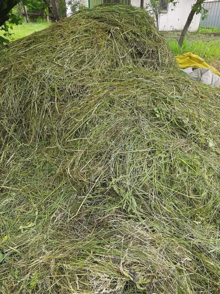 Продам свежескошенное сено., фотография 1
