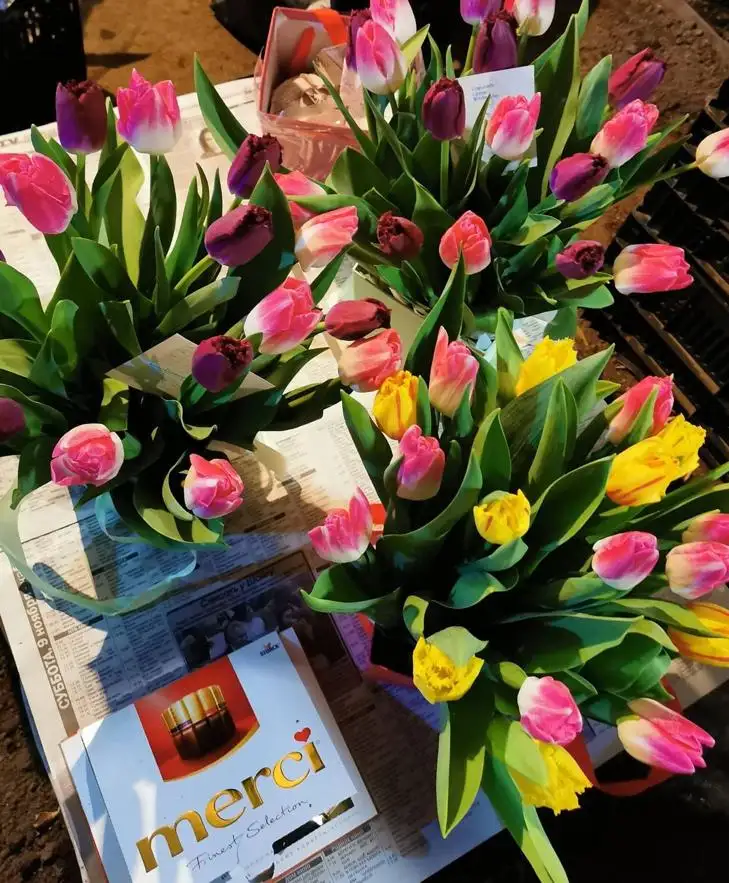 Тюльпаны Голландские оптом и розницу, фотография 2