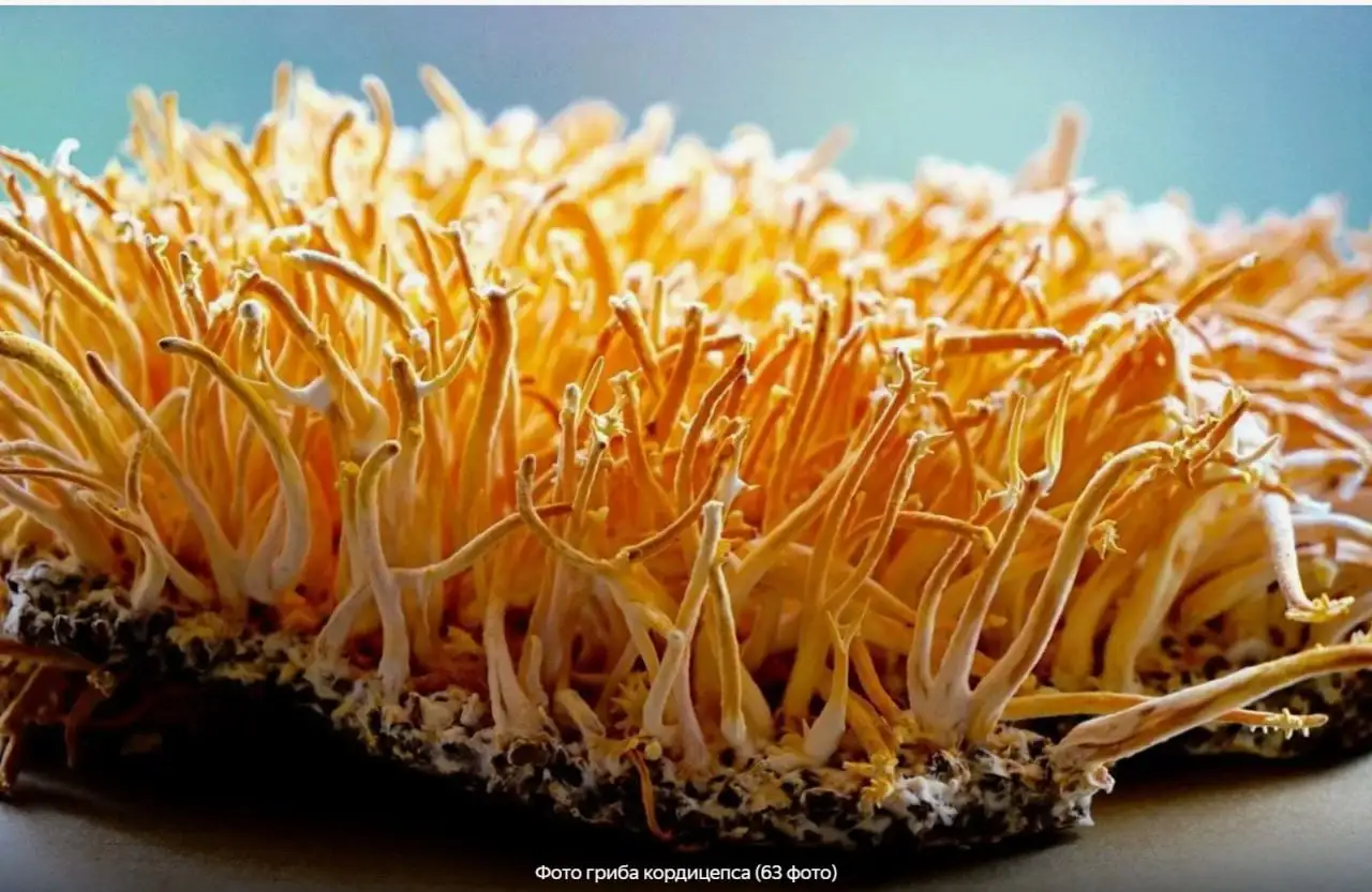 Fungopoles, фотография 3