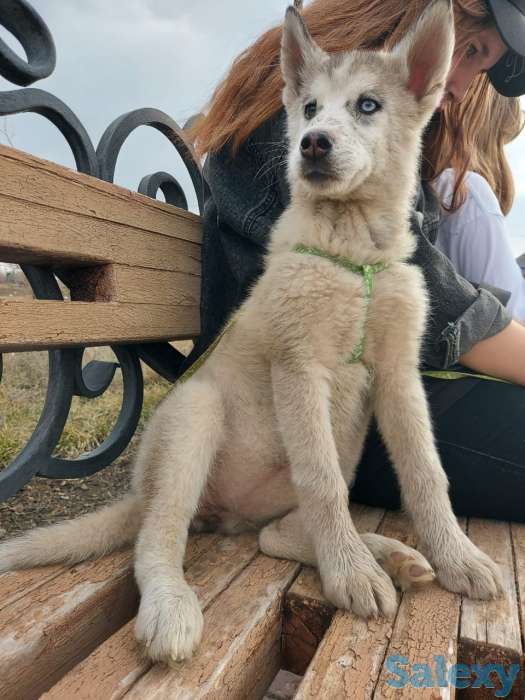 Срочно продам чистокровных  щенков сибирской хаски .3 месяца девочка и мальчик ., фотография 2