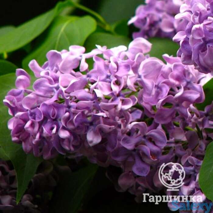 Сирень алексей маресьев, фотография 1