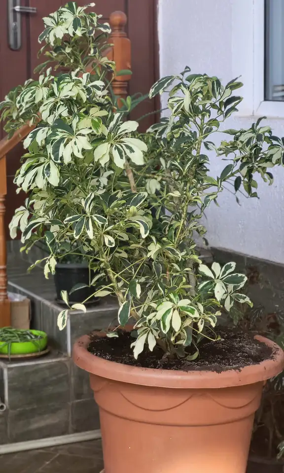 Продам Шефлеры, фотография 1