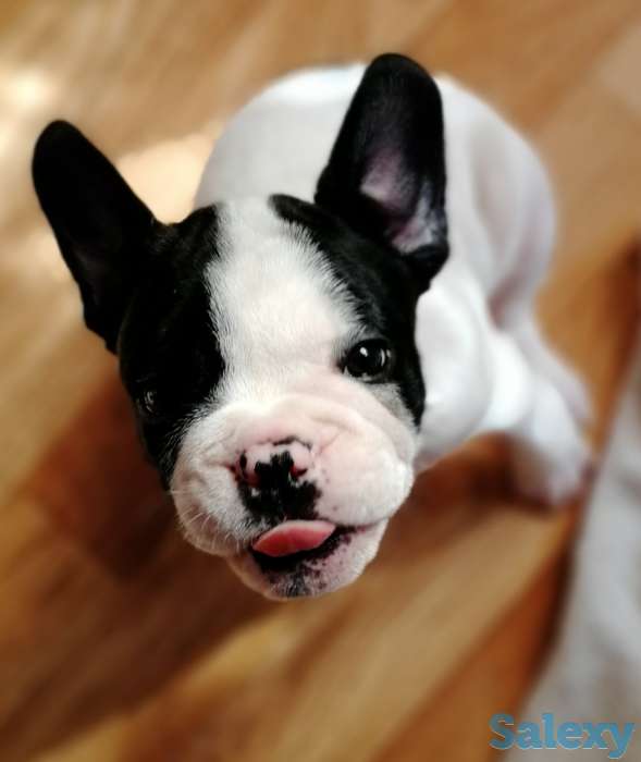 Французские бульдоги, фотография 1