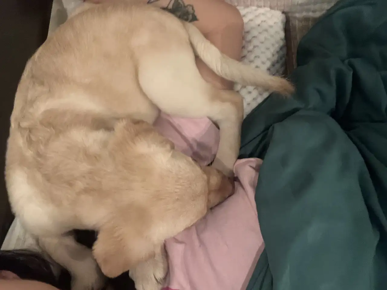 Продам лабрадора 2,5мес., фотография 3