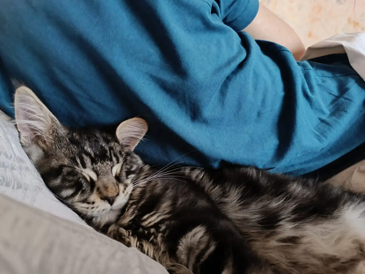 Продаю котенка породы мейн-кун, фотография 3