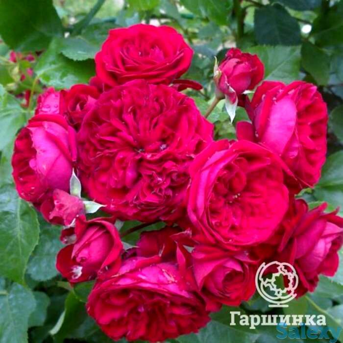 Роза маранелло флорибунда, топалович, фотография 1