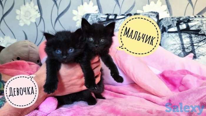 Прекрасные котята ищут любящую семью, фотография 2