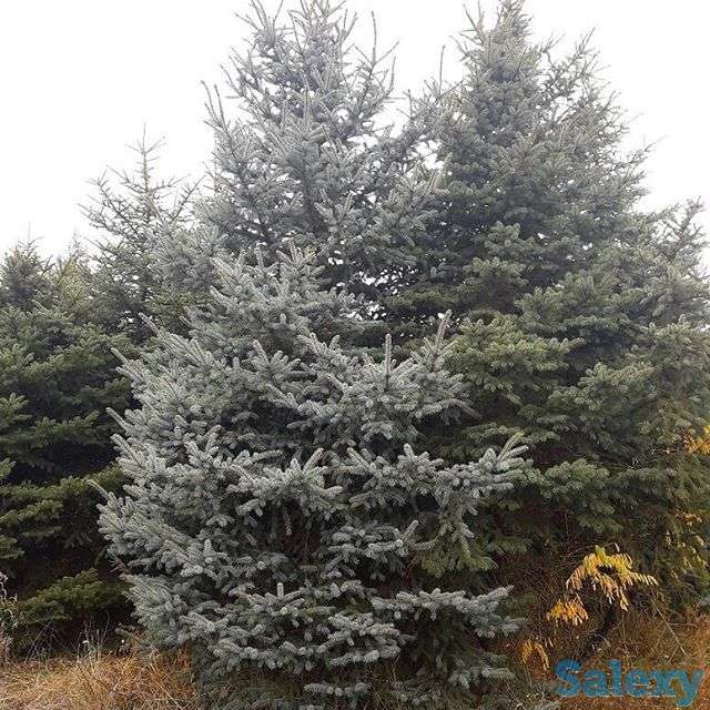 Живые елки, фотография 4