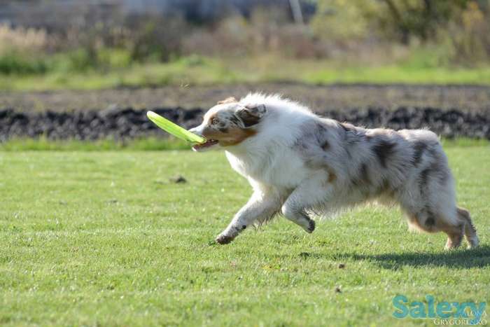 Продаются щенки Австралийской овчарки, фотография 3