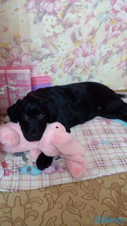 Продам щенков лабрадора ретривера, фотография 5