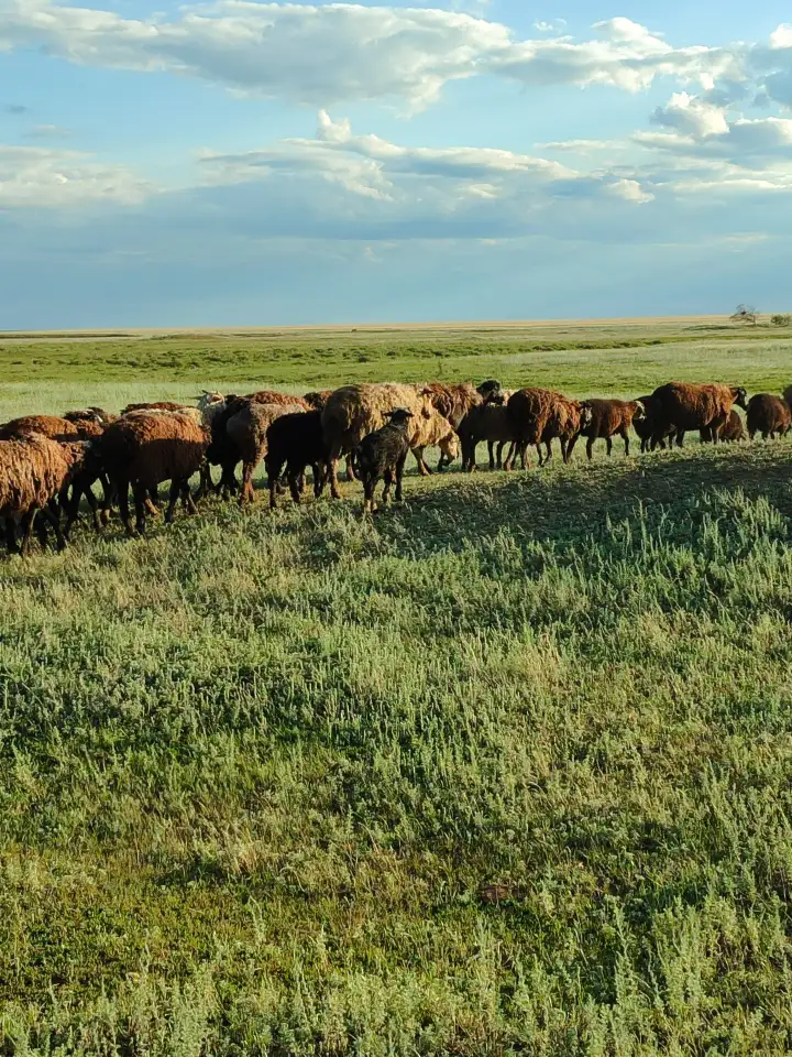 Мелкий скот, бараны, фотография 5